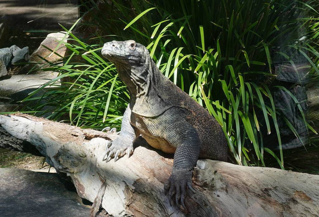 コモドドラゴン